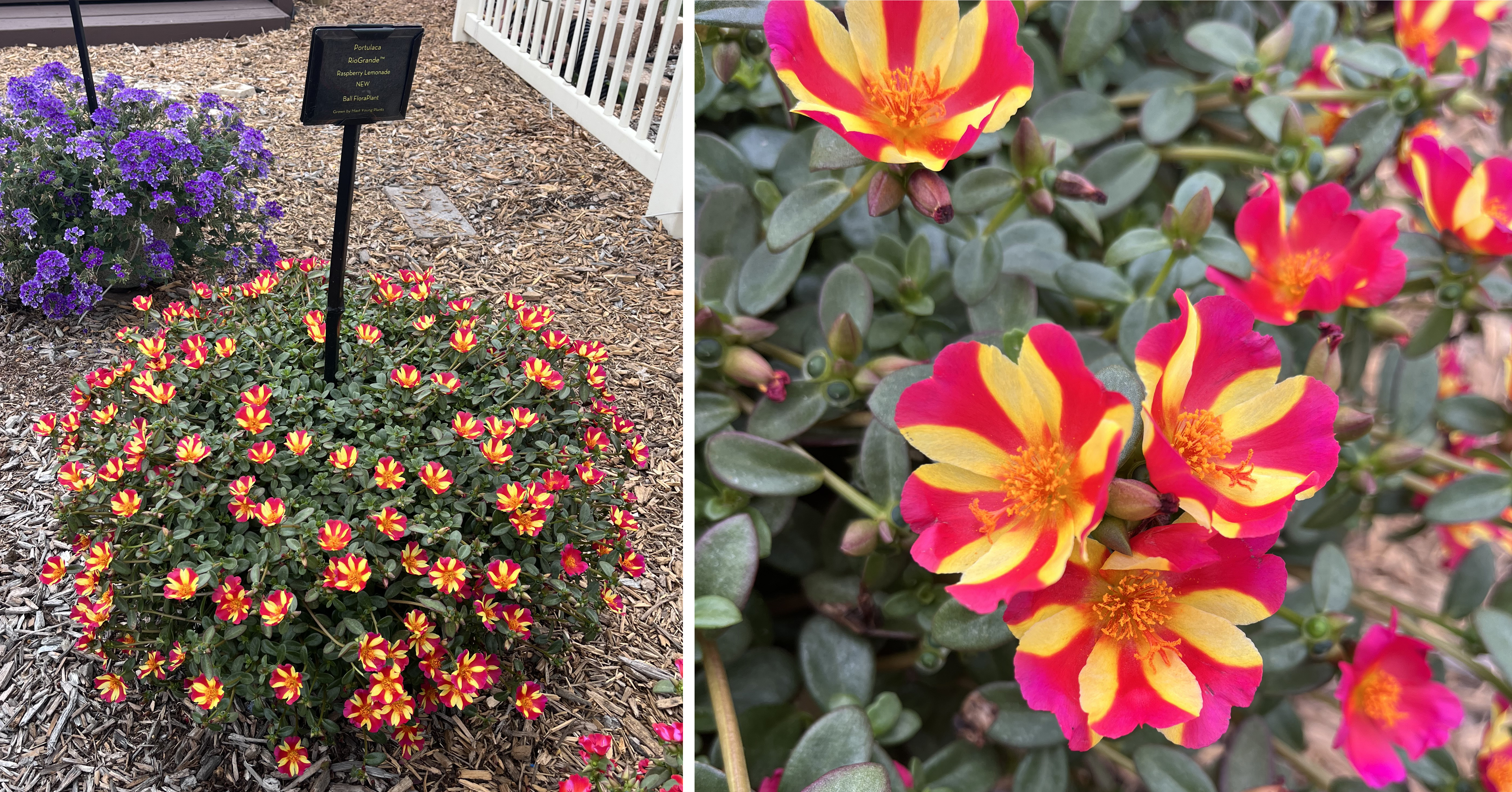 Two views of Portulaca ‘Rio Grande Raspberry Lemonade.’ Left: A rounded container filled with small bright blooms of red, yellow, and orange bicolor flowers. Right: A close-up of the cheerful blossoms with bold color contrast.
